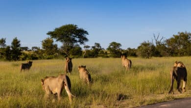 أسود مابوجو التحالف الأعنف والأشرس عبر التاريخ