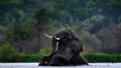 السياحة في أوغندا وأهم المعالم السياحية فيها