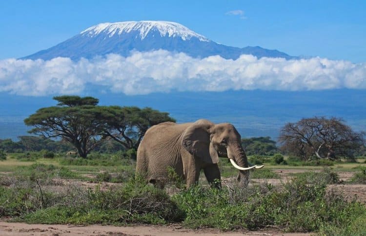 جبل كليمانجارو (Mount Kilimanjaro)