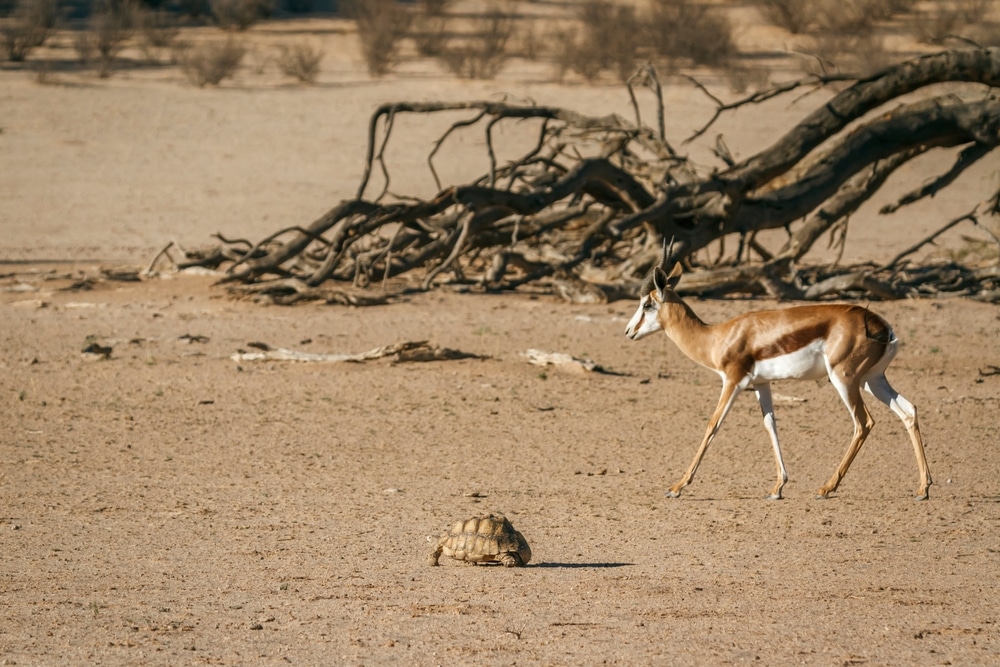  منتزه Kgalagadi Transfrontier